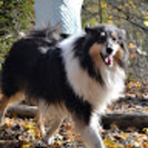 Meet your Posher, Loki